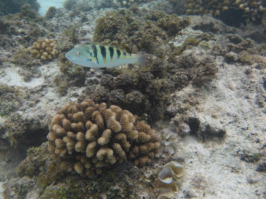 2025-04-23 Tahiti und Huahine
