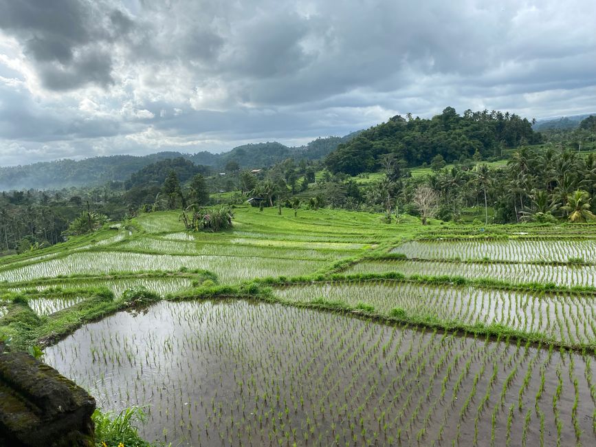 Reisfelder in Sidemen