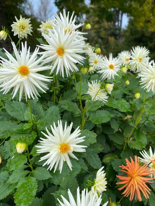 Lets do some Sightseeing