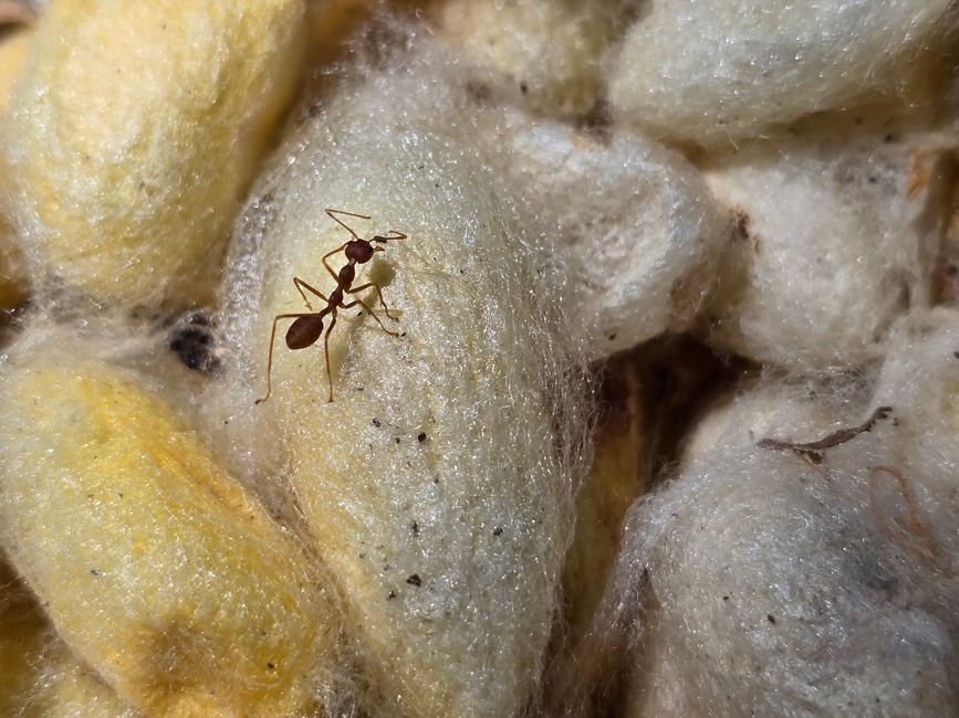 Silk Island Community Center