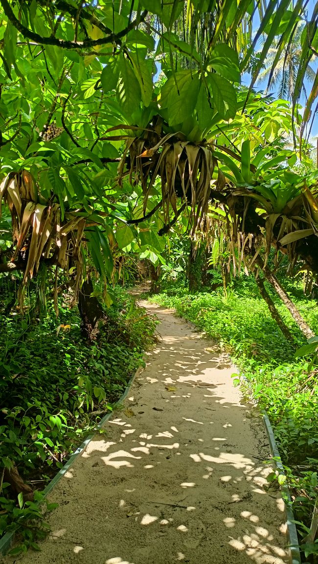 Bocas del Toro