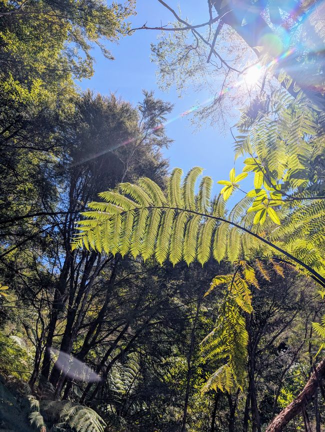 Auf ein paar Worte in Abel 
Tasman