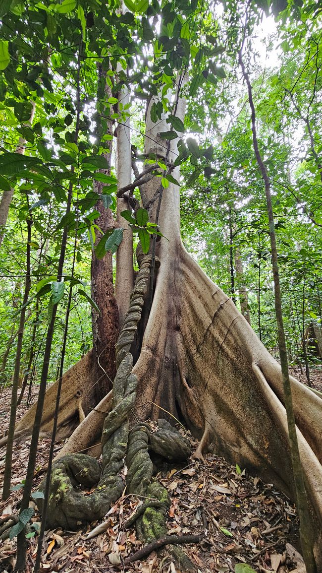 Tangkoko Nationalpark