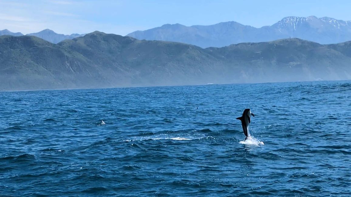 Delfin-Balett vor der South Bay in Kaikoura