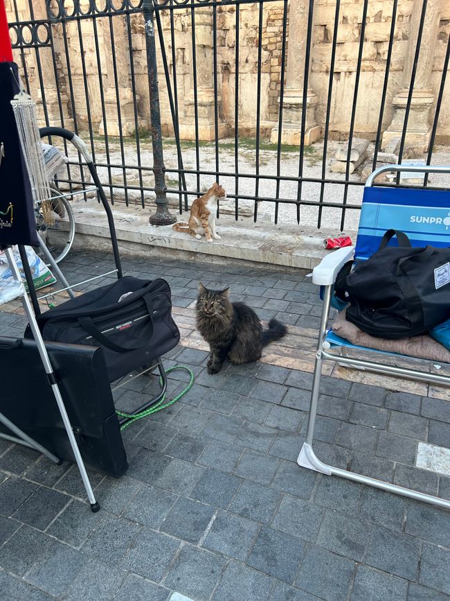 Katzen der Agora
