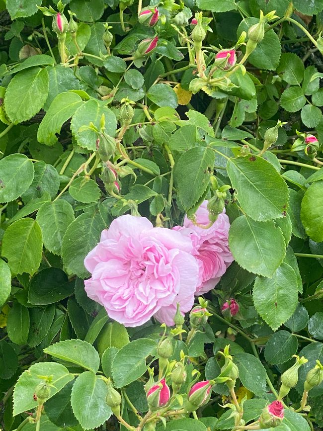 Rosa Rosen