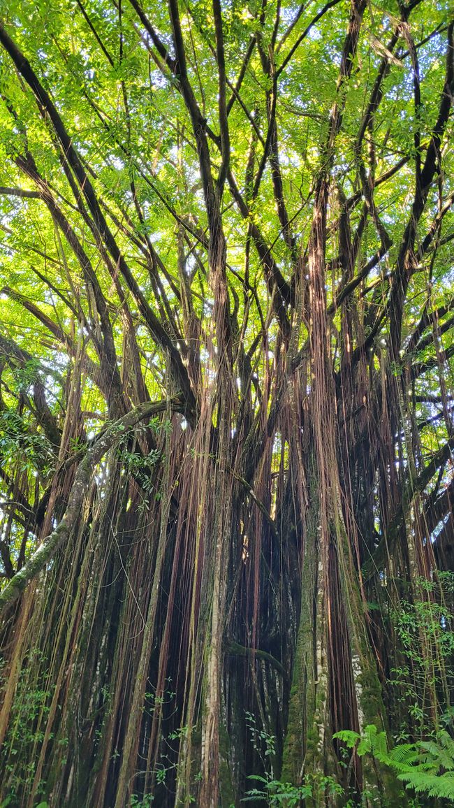 Mauna Kea – the highest mountain in Hawaii – to see or not to see ...