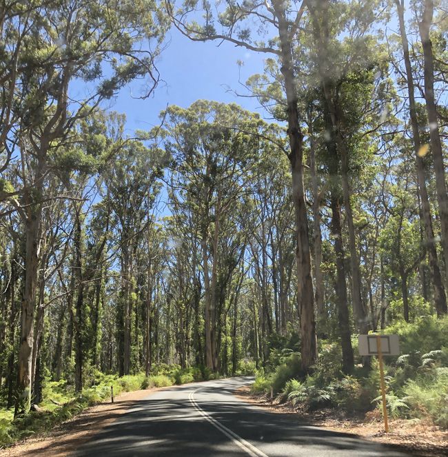 Il ritorno attraverso le foreste