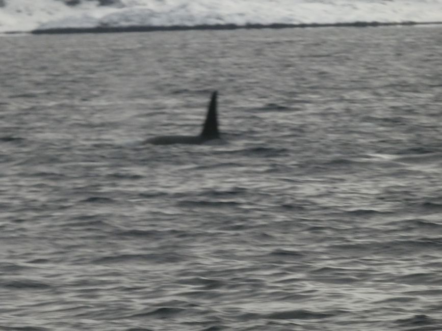Orca