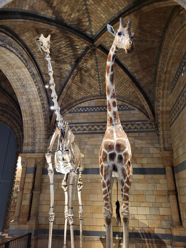 Natural History Museum