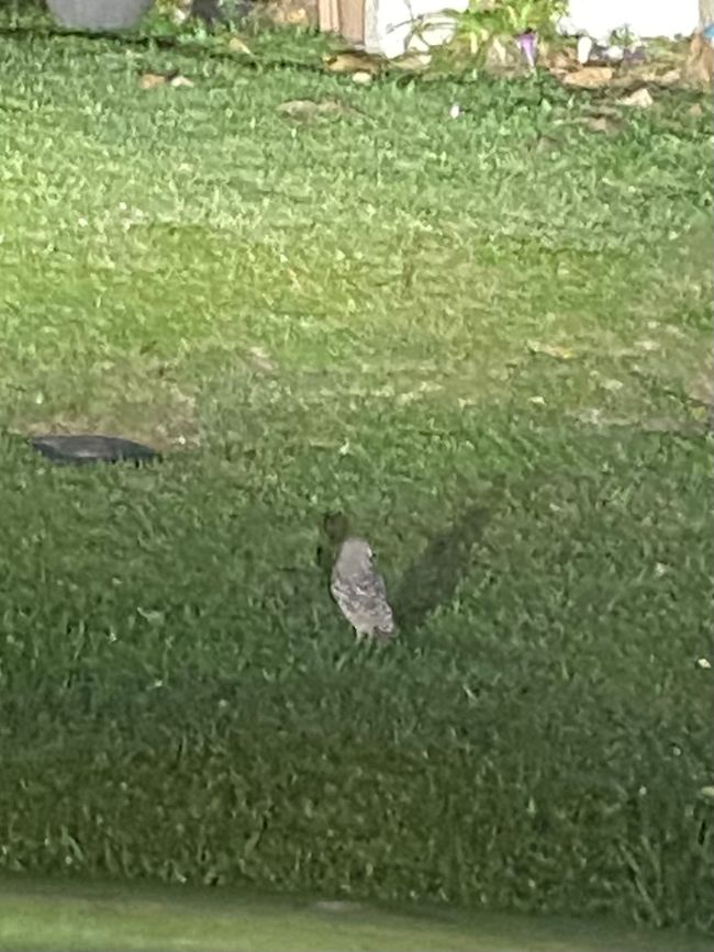 Käuzchen besuchte uns