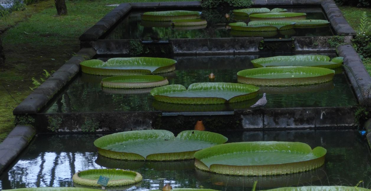 Im Botanischen Garten Furnas
