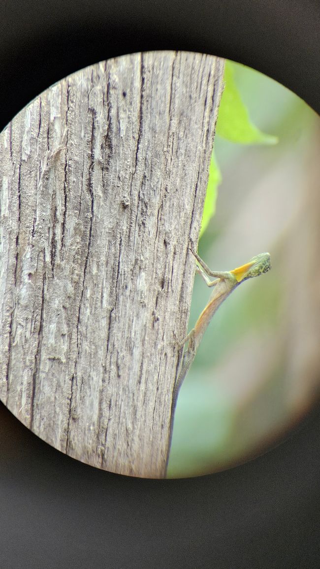 Tangkoko Nationalpark