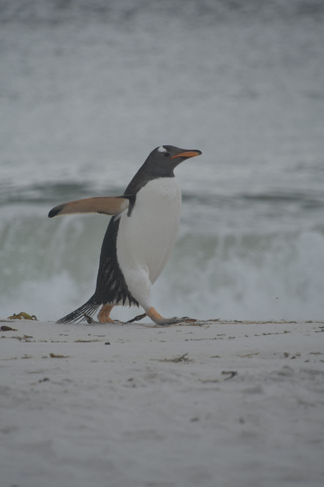 Manchot de Gentoo / Gentoo penguin