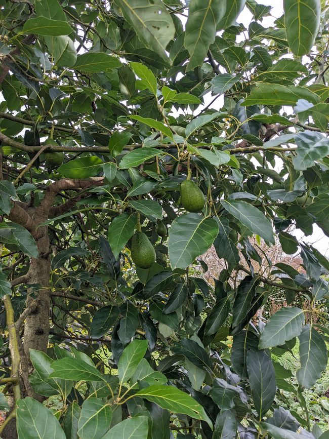 The highlight of the property: an avocado tree.