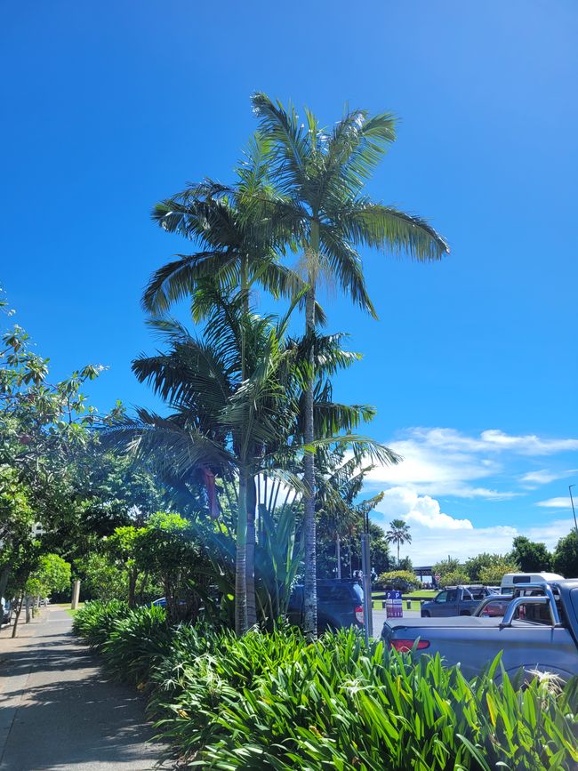 Día 103 de 175: Crucero alrededor del mundo - Cairns/Australia