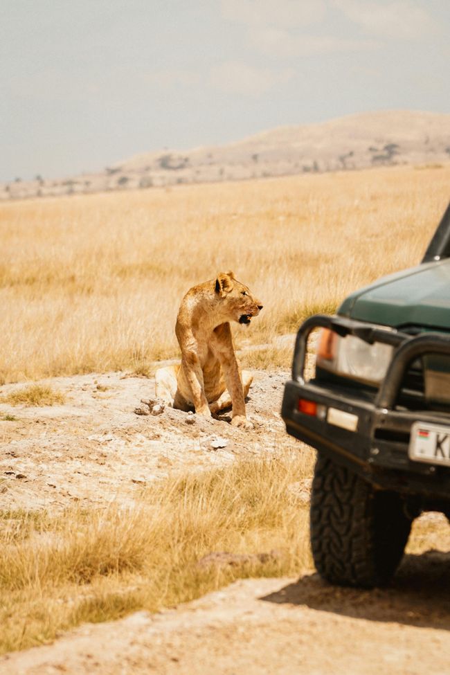Private Safaris in Kenya: How to Plan Your Exclusive Adventure