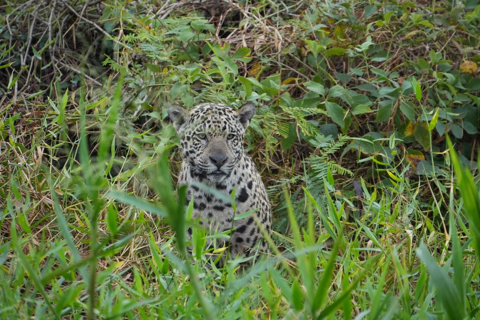 Jaguare en Porto Jofre