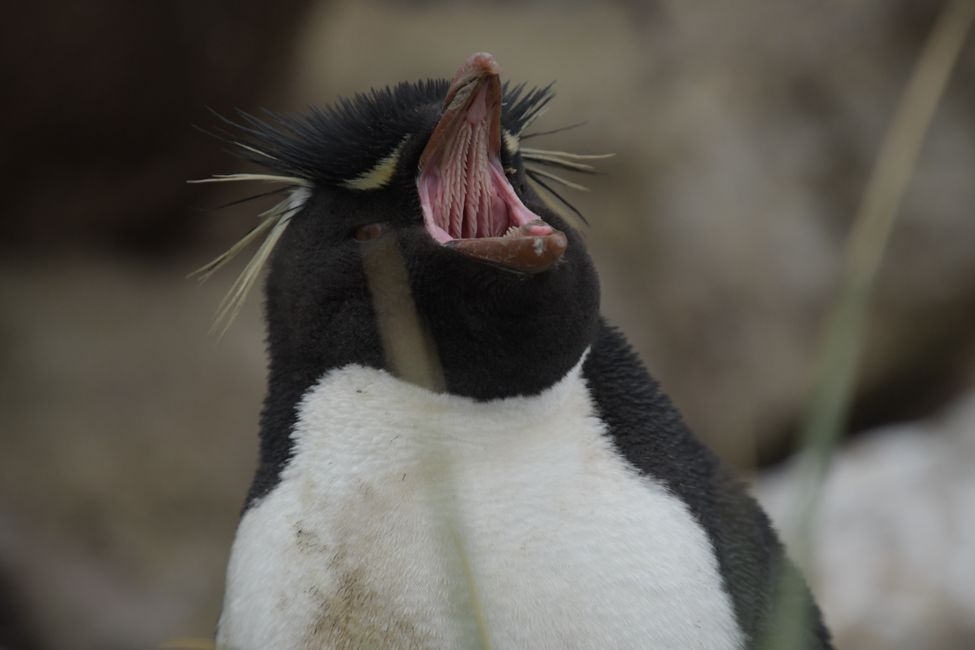 Felsenpinguin / Rockhopper penguin
