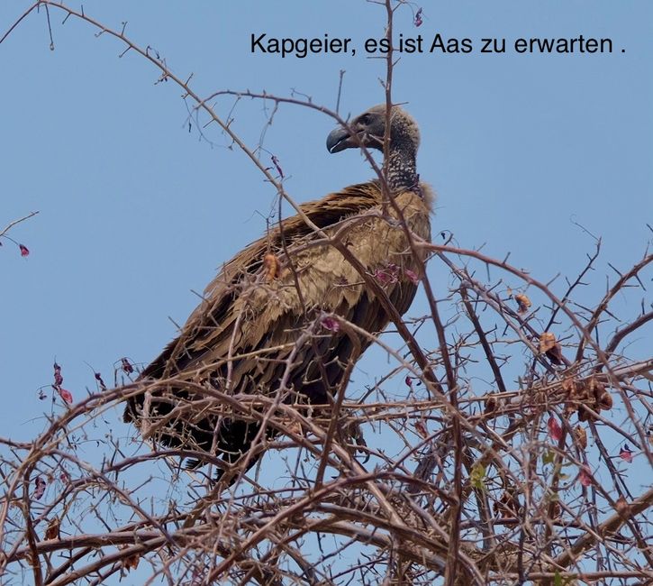 Etosha - Katzentag