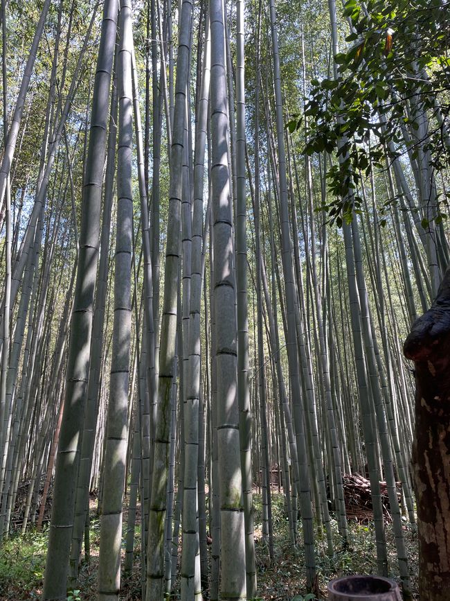 Kyoto-Domingo-06.04.25