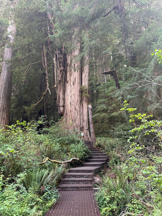 North Californian redwoods