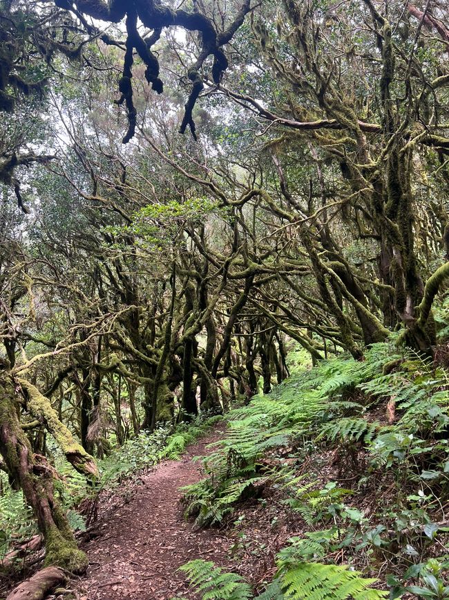 Parque Nacional de Garajonay