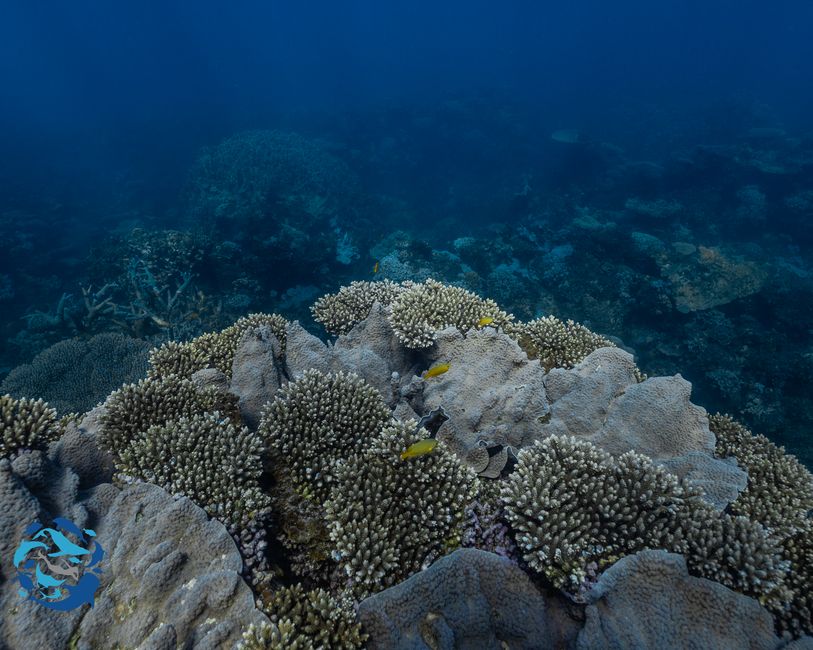 Snorkeling
