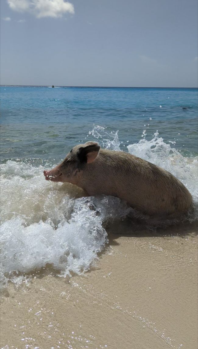 Day 7 - The "Grote Knip" with (sea) pig(s)