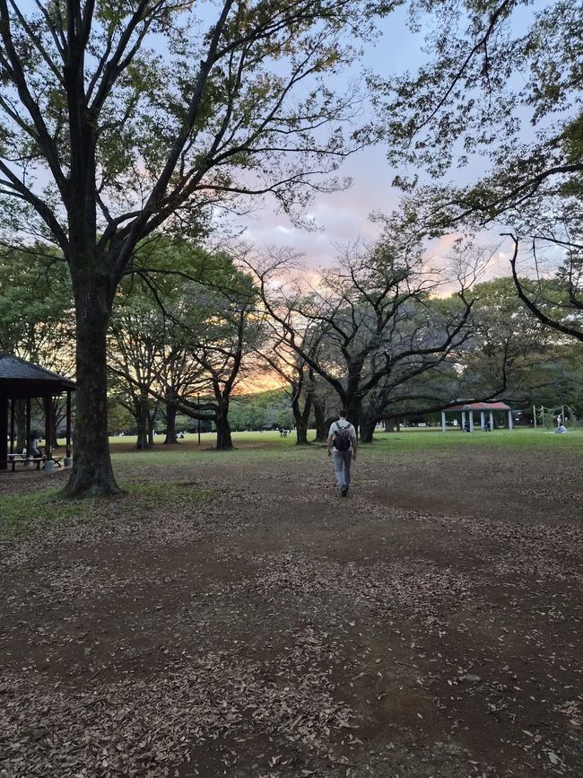 Santuario Meiji (Tokio)