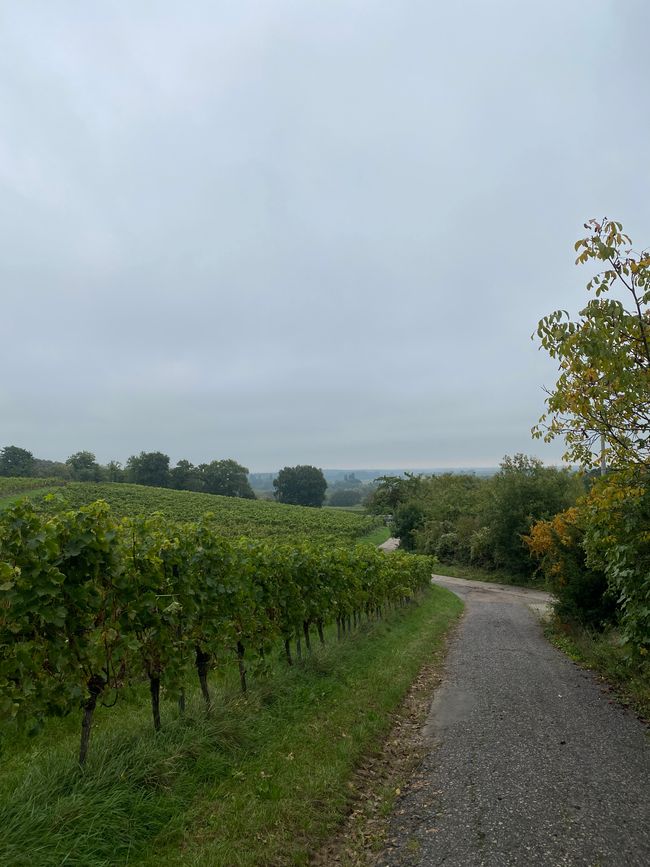 Weinanbau für Muskateller, Riesling, Portugieser und viel mehr