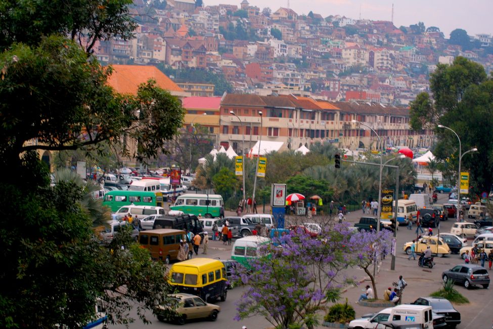 Zébus