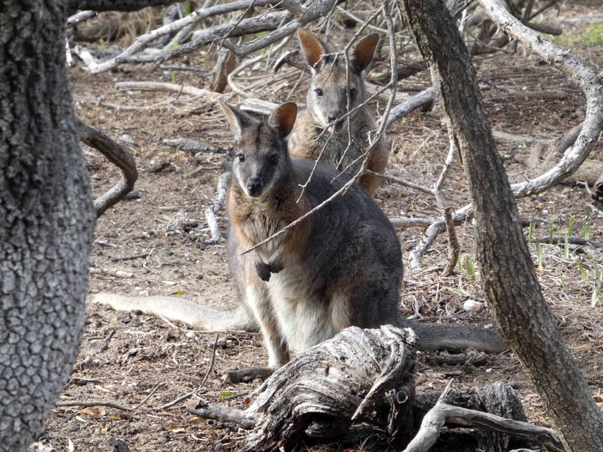 Kingscote - Victor Harbor - Hahndorf