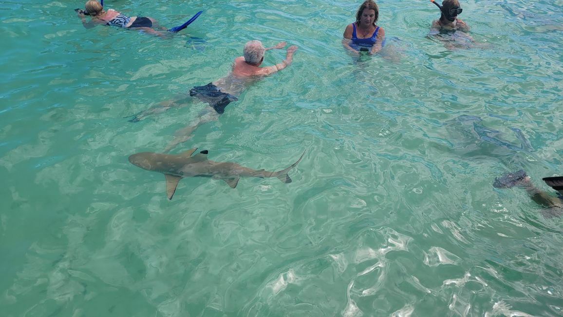 Esnórquel con raya y tiburones en el agua turquesa frente a Bora Bora.