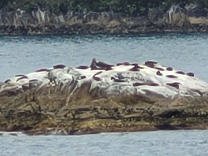 Tag 85: Kleine Robbenkolonie im Dusky Sound/Neuseeland 