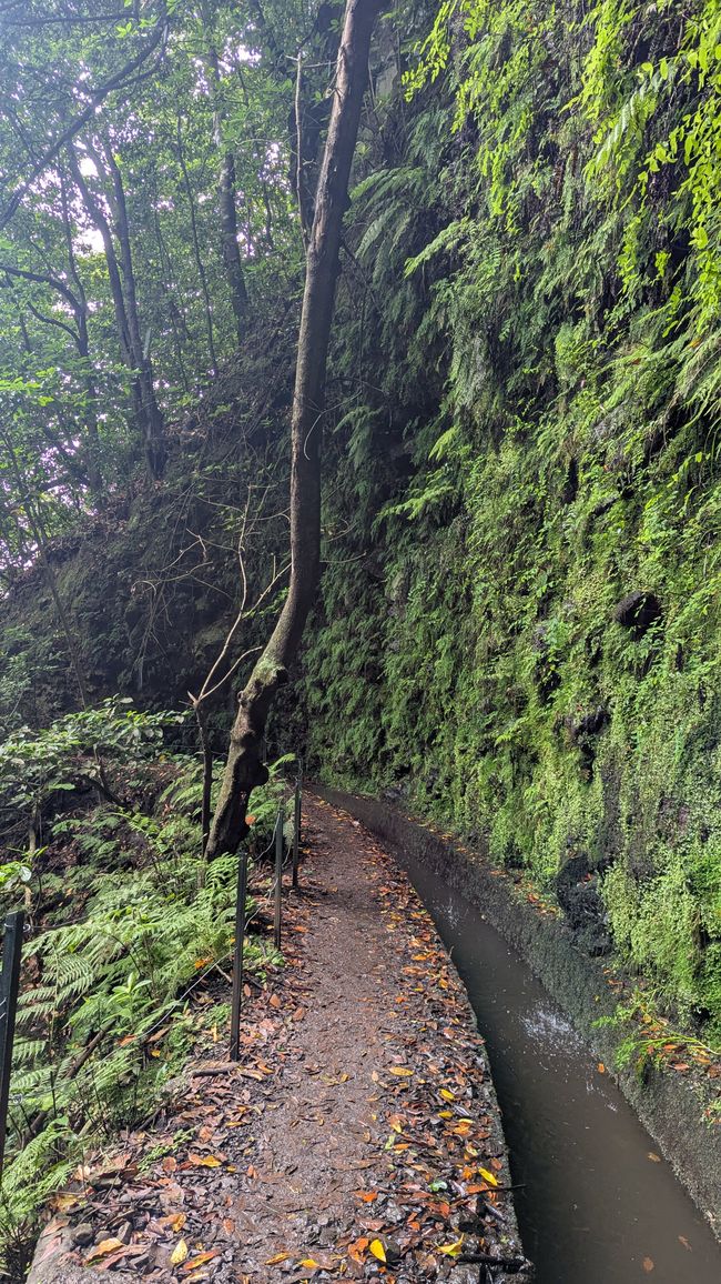 Tag 13: Levada da Ribeira da Janela & Nordwestküste