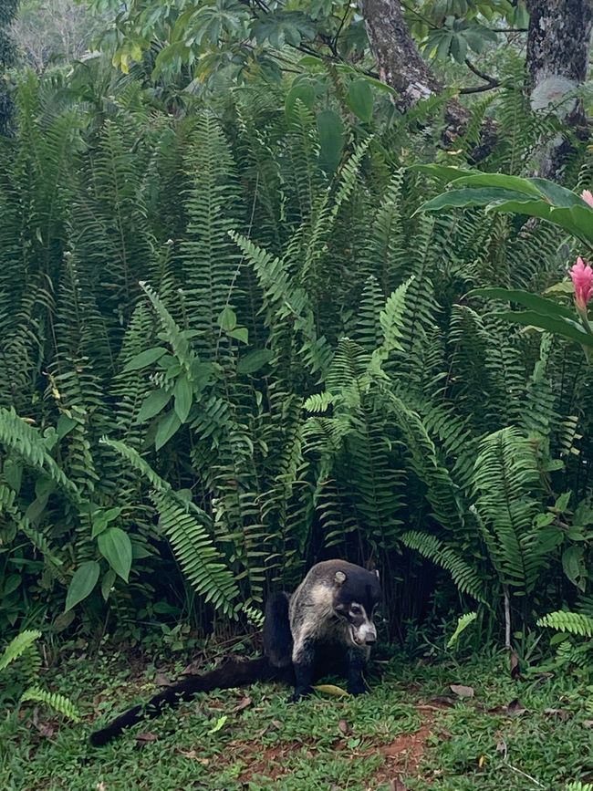 Nasenbär zu Besuch