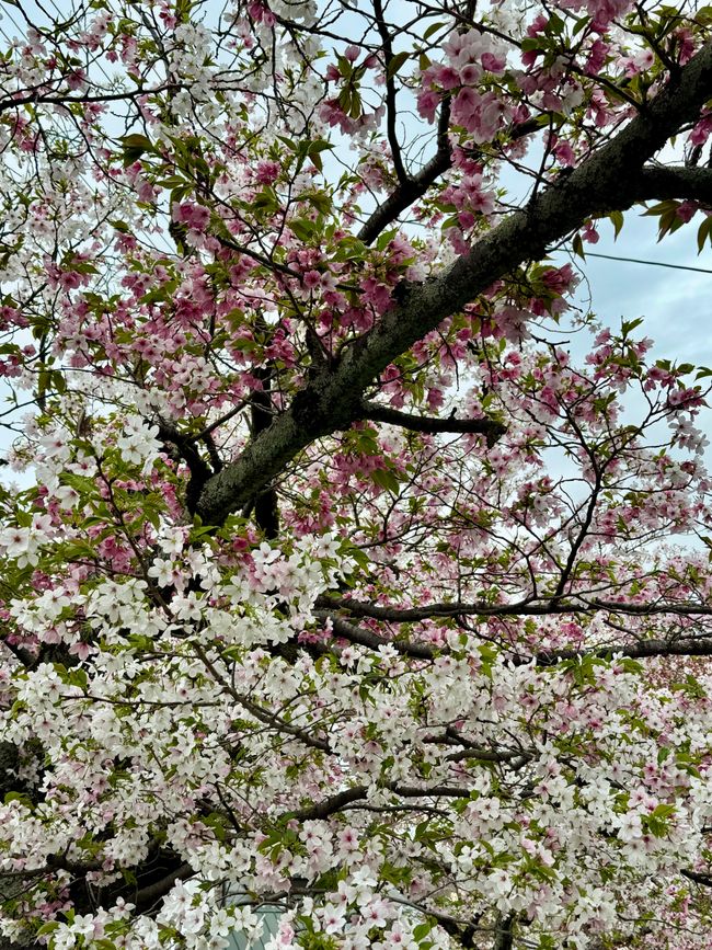Part 8 Japan 🇯🇵 Kanazawa