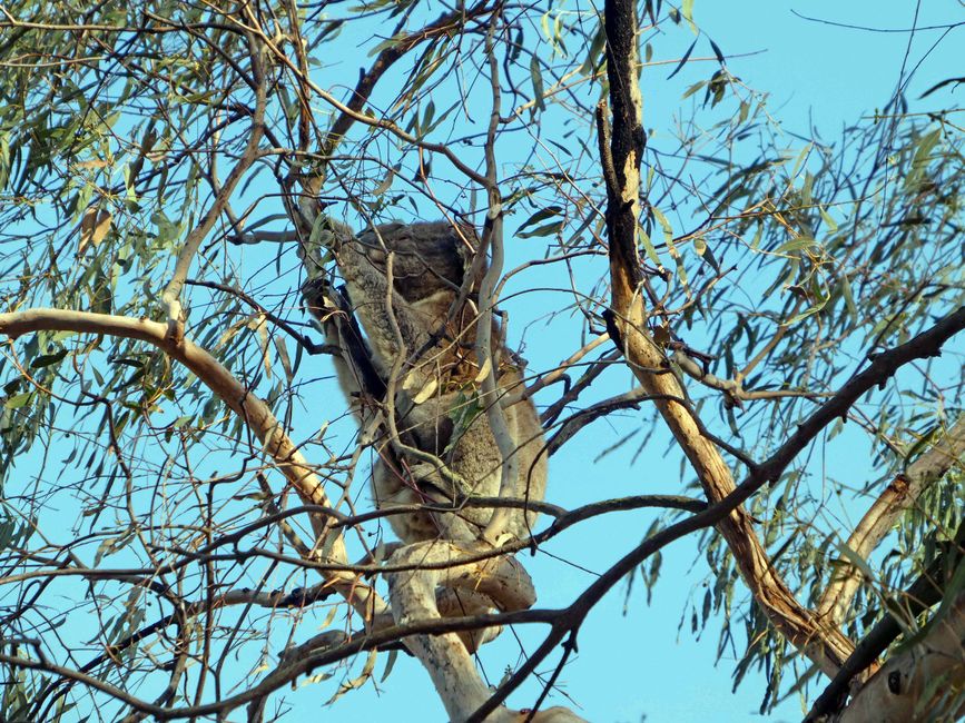Tower Hill Wildlife Reserve