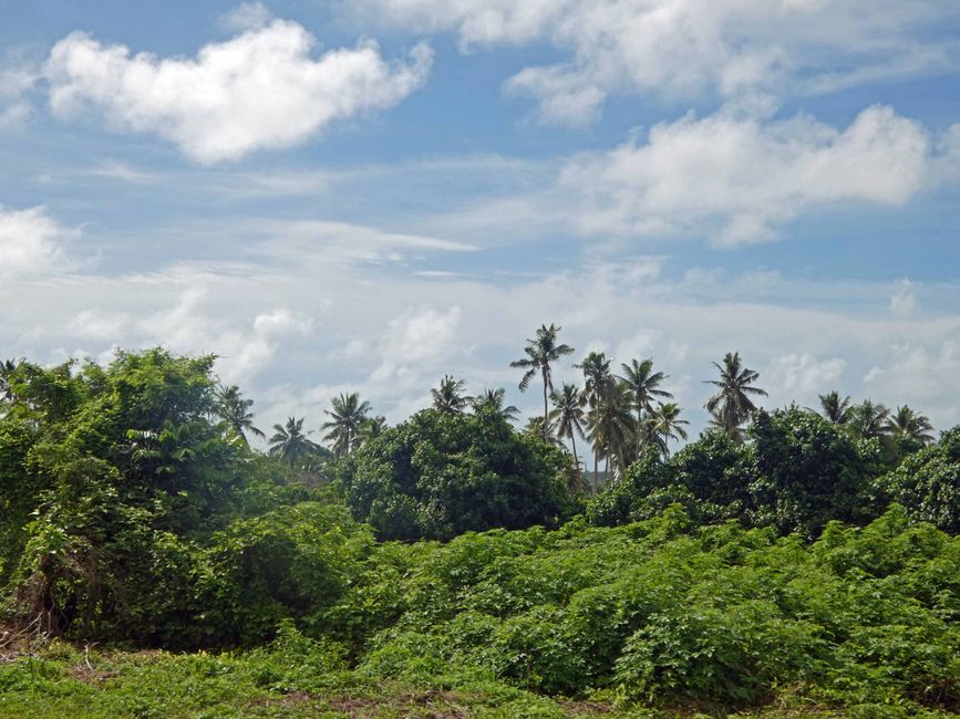 überall üppiges Grün