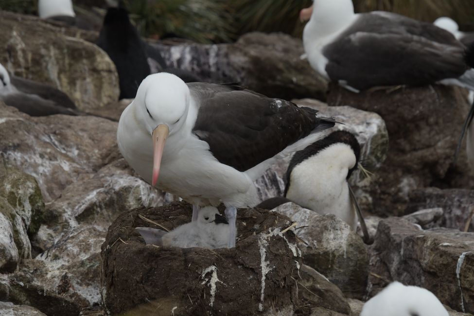 Schwarzbrauen-Albatrosse / Black-browed albatrosses