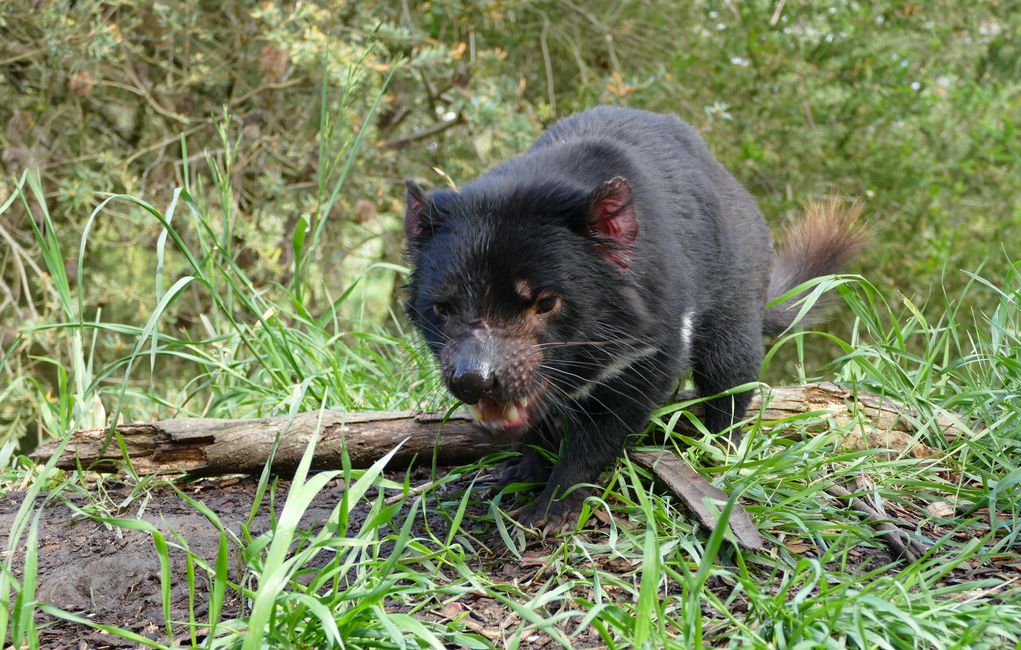 - Singapur & Tasmania 2019 -