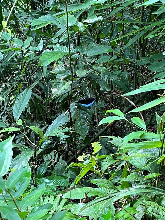 Khao Sok Nationalpark