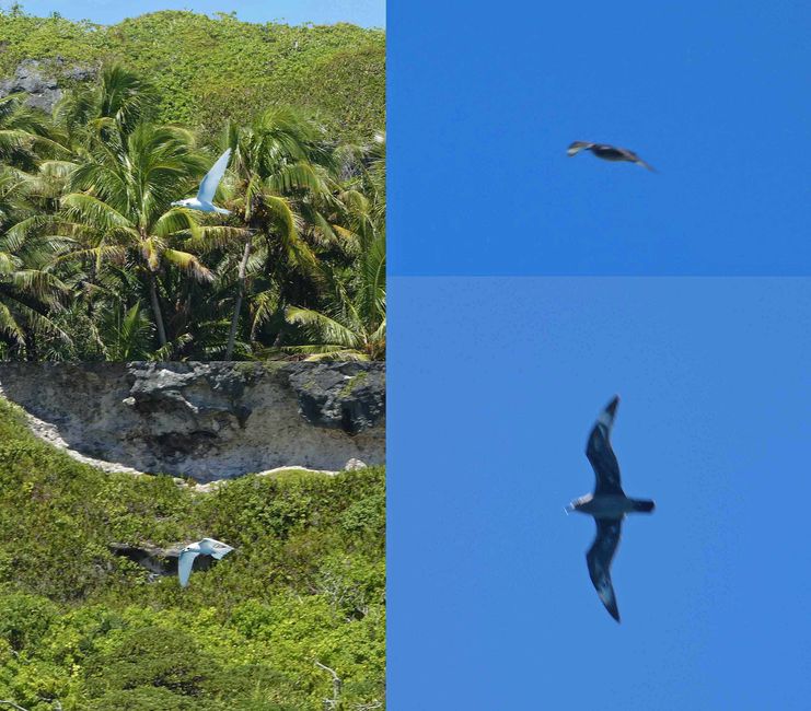 Henderson, Îles Pitcairn