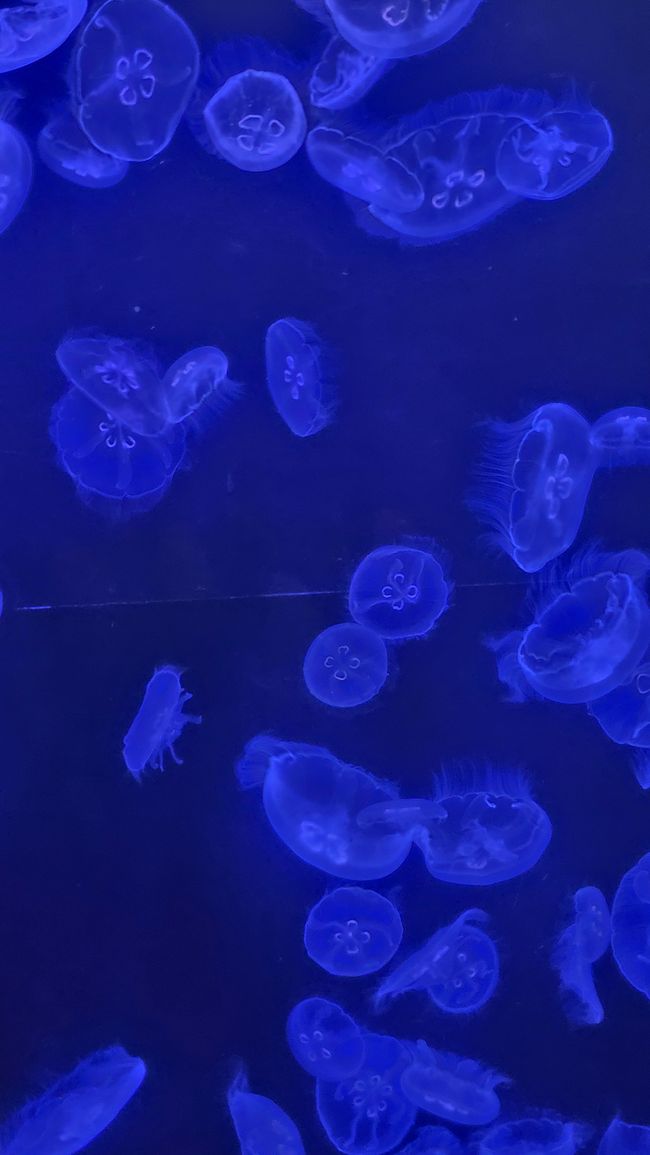 Okinawa Nuchi du takara (Life is the very thing we treasure)