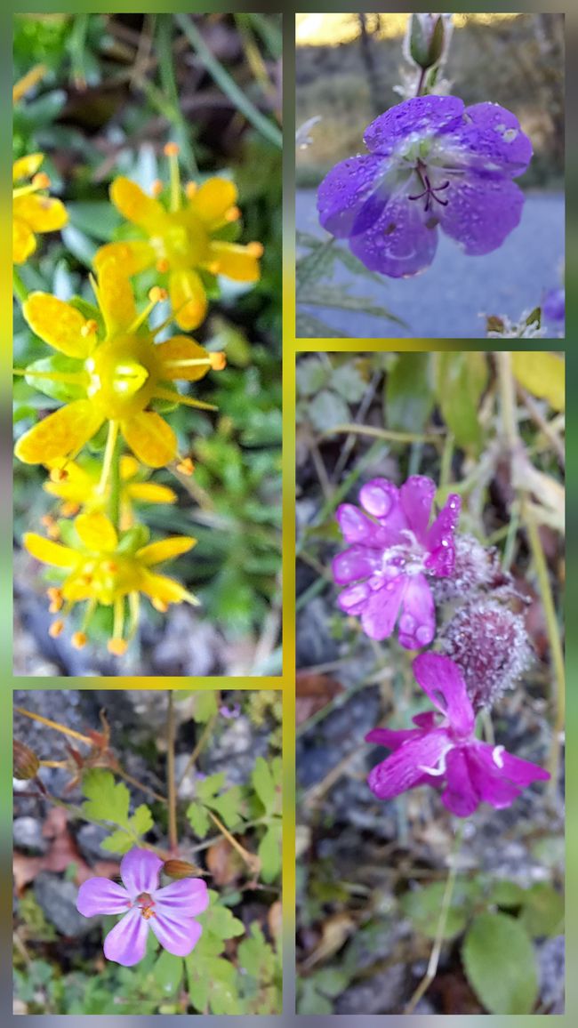 Blumen am Wegesrand