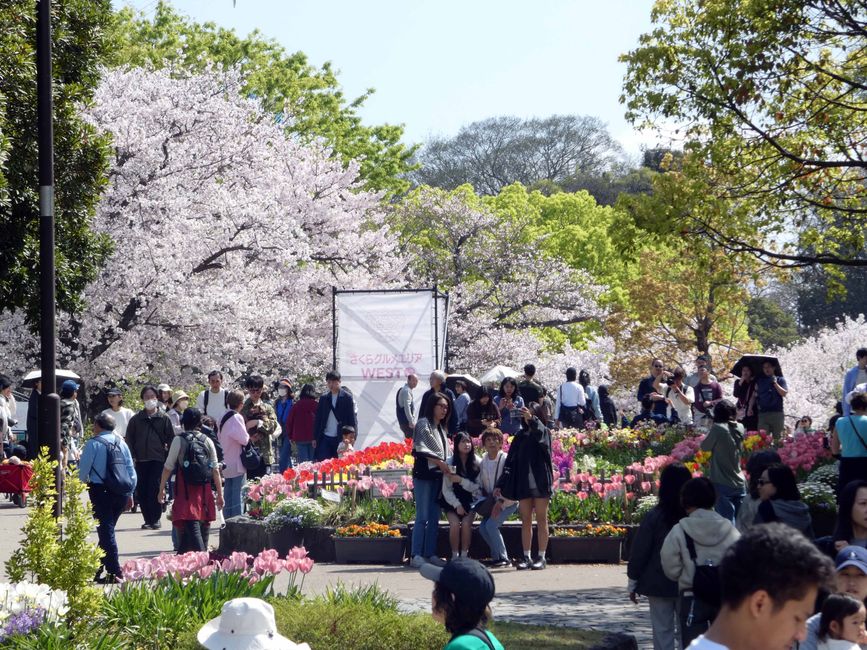 Fukuoka, 5 avril 2026
