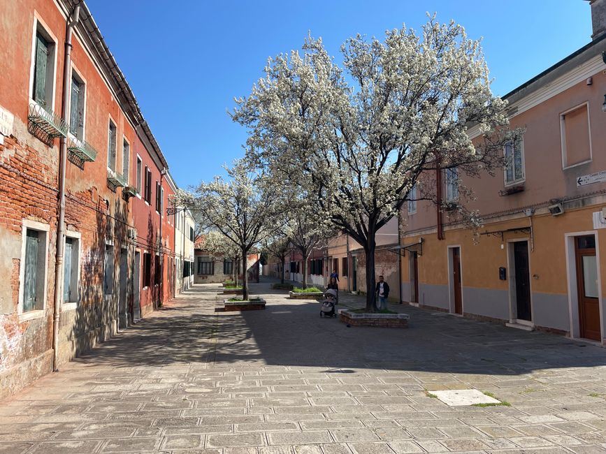 Alberi fioriti