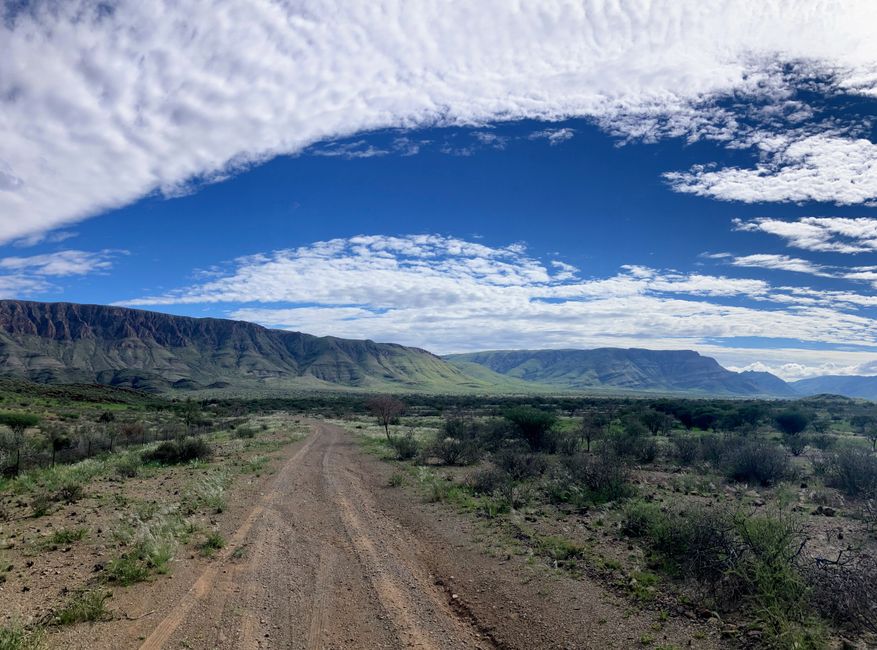 Caminatas con cebras de montaña