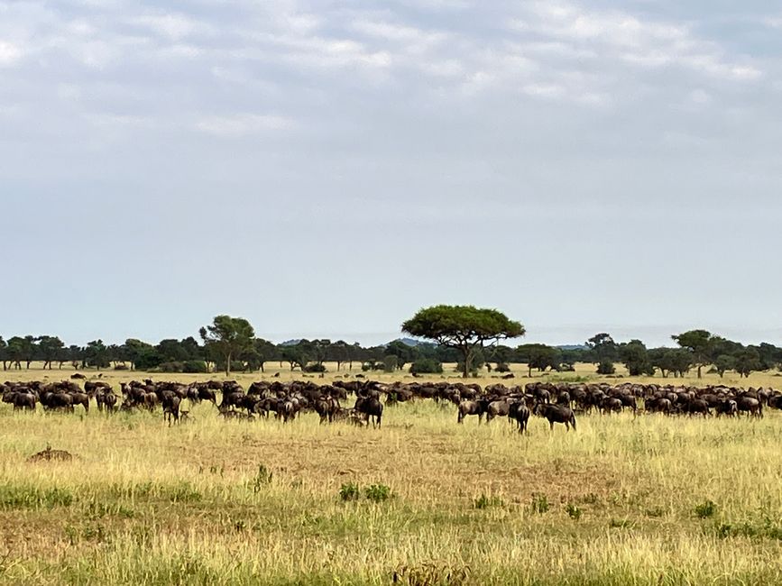 En la Serengeti - Día 3